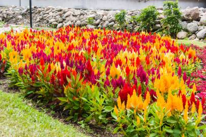 Fotografia da espécie Celosia argentea