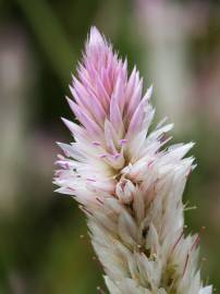 Fotografia da espécie Celosia argentea