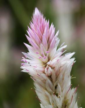 Fotografia 4 da espécie Celosia argentea no Jardim Botânico UTAD