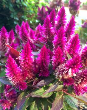 Fotografia 5 da espécie Celosia argentea no Jardim Botânico UTAD