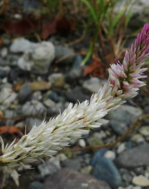 Fotografia 6 da espécie Celosia argentea no Jardim Botânico UTAD