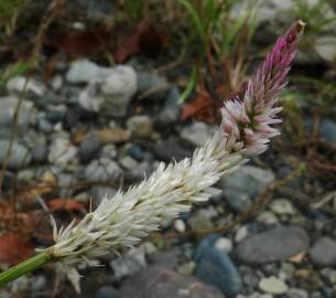 Fotografia da espécie Celosia argentea