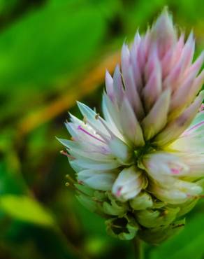 Fotografia 7 da espécie Celosia argentea no Jardim Botânico UTAD