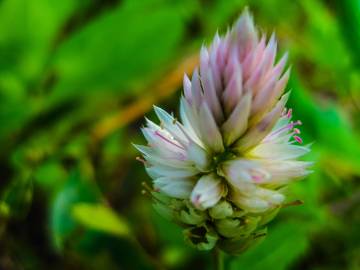 Fotografia da espécie Celosia argentea