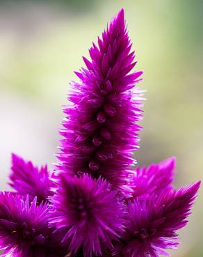 Fotografia 8 da espécie Celosia argentea no Jardim Botânico UTAD