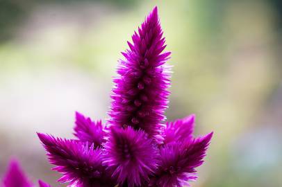 Fotografia da espécie Celosia argentea