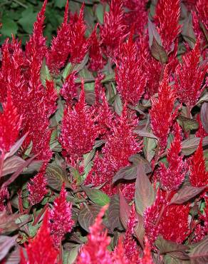 Fotografia 9 da espécie Celosia argentea no Jardim Botânico UTAD