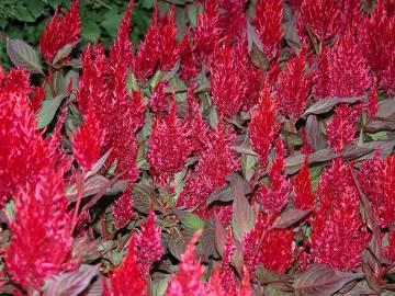 Fotografia da espécie Celosia argentea