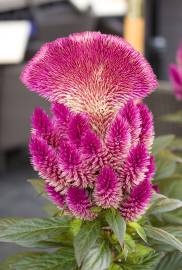 Fotografia da espécie Celosia argentea