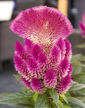 Fotografia 10 da espécie Celosia argentea no Jardim Botânico UTAD