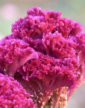 Fotografia 11 da espécie Celosia argentea no Jardim Botânico UTAD