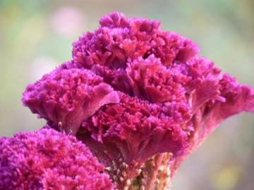 Fotografia da espécie Celosia argentea