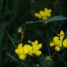 Fotografia 5 da espécie Lotus creticus do Jardim Botânico UTAD