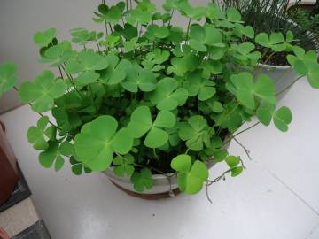 Fotografia da espécie Marsilea quadrifolia