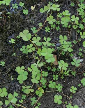 Fotografia 10 da espécie Marsilea quadrifolia no Jardim Botânico UTAD