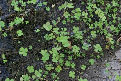 Fotografia da espécie Marsilea quadrifolia