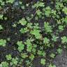 Fotografia 10 da espécie Marsilea quadrifolia do Jardim Botânico UTAD