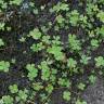 Fotografia 10 da espécie Marsilea quadrifolia do Jardim Botânico UTAD