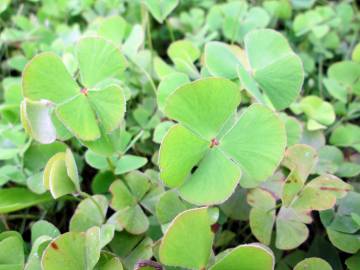 Fotografia da espécie Marsilea quadrifolia