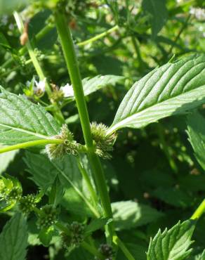 Fotografia 8 da espécie Mentha arvensis no Jardim Botânico UTAD