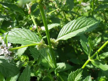 Fotografia da espécie Mentha arvensis