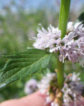 Fotografia 9 da espécie Mentha arvensis no Jardim Botânico UTAD