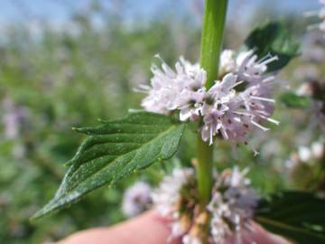 Fotografia da espécie Mentha arvensis