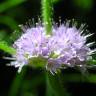 Fotografia 10 da espécie Mentha arvensis do Jardim Botânico UTAD