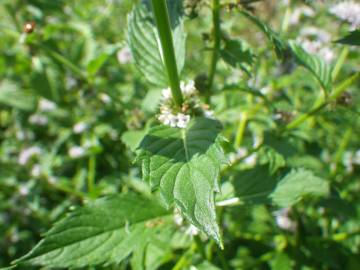 Fotografia da espécie Mentha arvensis