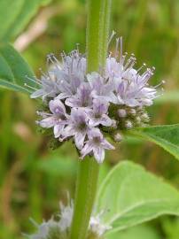 Fotografia da espécie Mentha arvensis