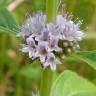 Fotografia 12 da espécie Mentha arvensis do Jardim Botânico UTAD