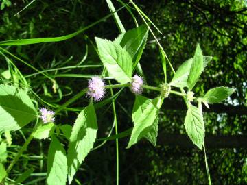 Fotografia da espécie Mentha arvensis