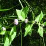 Fotografia 13 da espécie Mentha arvensis do Jardim Botânico UTAD