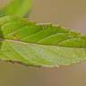 Fotografia 14 da espécie Mentha arvensis do Jardim Botânico UTAD