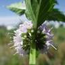 Fotografia 16 da espécie Mentha arvensis do Jardim Botânico UTAD