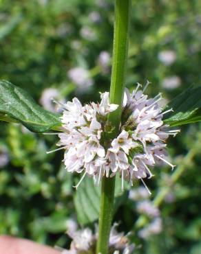 Fotografia 17 da espécie Mentha arvensis no Jardim Botânico UTAD