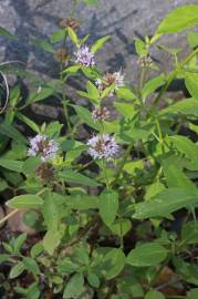 Fotografia da espécie Mentha arvensis