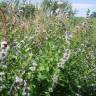 Fotografia 19 da espécie Mentha arvensis do Jardim Botânico UTAD