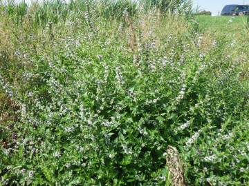 Fotografia da espécie Mentha arvensis