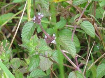 Fotografia da espécie Mentha arvensis