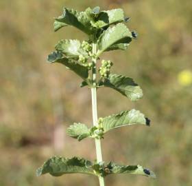 Fotografia da espécie Mercurialis elliptica