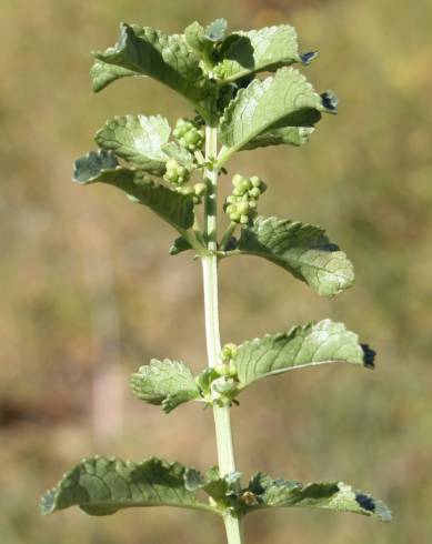 Fotografia de capa Mercurialis elliptica - do Jardim Botânico