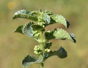 Fotografia da espécie Mercurialis elliptica