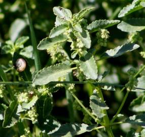 Fotografia da espécie Mercurialis elliptica