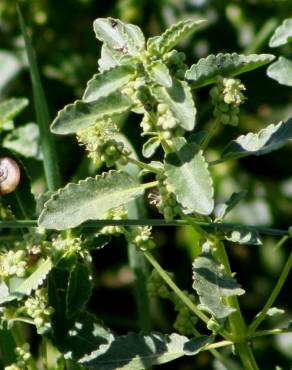 Fotografia 5 da espécie Mercurialis elliptica no Jardim Botânico UTAD