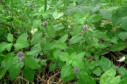 Fotografia da espécie Mentha arvensis