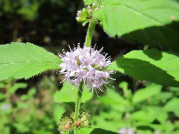 Fotografia da espécie Mentha arvensis