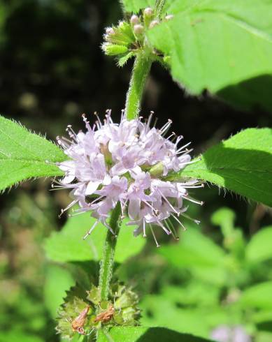 Fotografia de capa Mentha arvensis - do Jardim Botânico