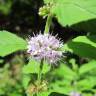 Fotografia 1 da espécie Mentha arvensis do Jardim Botânico UTAD