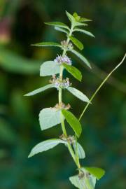 Fotografia da espécie Mentha arvensis